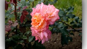 Bella Roma Rose Keith Zary