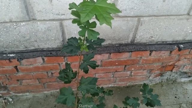 Бонсай.Бонсай КЛЁН.Уход за клёном.Bonsai.Сад и огород. Клён.Японский клён.Дерево.Maple.Startup579
