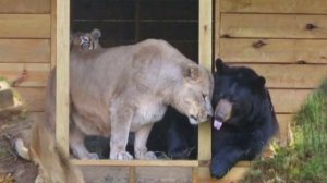 Дружба медведя льва и тигра.  дружба животных. Friendship Bear lion and a tiger.