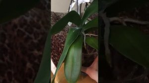 Орхидея фаленопсис биглип Ice Whisper. Цветение на 17 февраля 2022 года