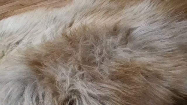 ОВЧИНА БЕЖЕВО-КОРИЧНЕВАЯ ЛОХМАТАЯ РАЗМЕРА XXL (КОД: 4195 ) смотреть онлайн