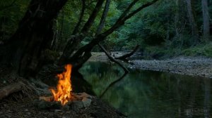 Почему не цветет жасмин на даче?