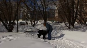 Русский Черный Терьер - работа в наморднике!