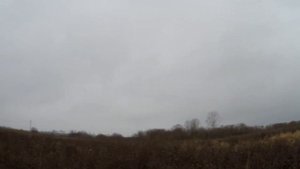 Охота на куропатку с курцхааром. Стойка легавой по подранку ))) Охота по перу в Белоруссии