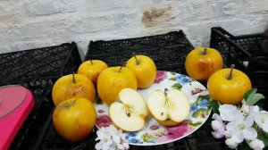 Яблоня Голд Раш