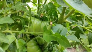 Томат сорт ХЛЕБОСОЛЬНЫЙ/Крупноплодные томаты/Урожайные сорта томатов