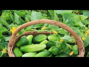 Посадка огурцов. Урожайный метод посадки огурцов / как вырастить огурцы / как посадить огурцы