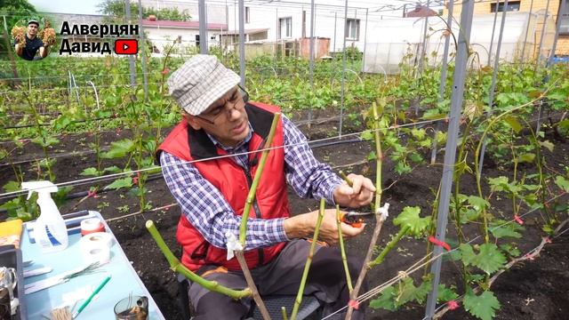 Прививка винограда - детали, тонкости. Учебное пособие смотреть онлайн