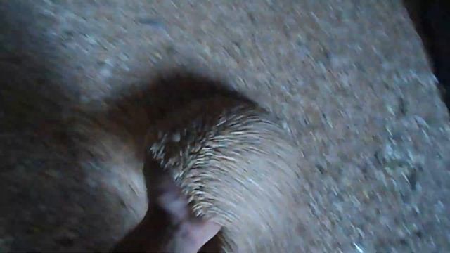 Самодельные железные борта 2 ПТС-4. Завозим пшеницу