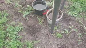 Слабо растёт куст винограда??? Подкормка винограда весной.
