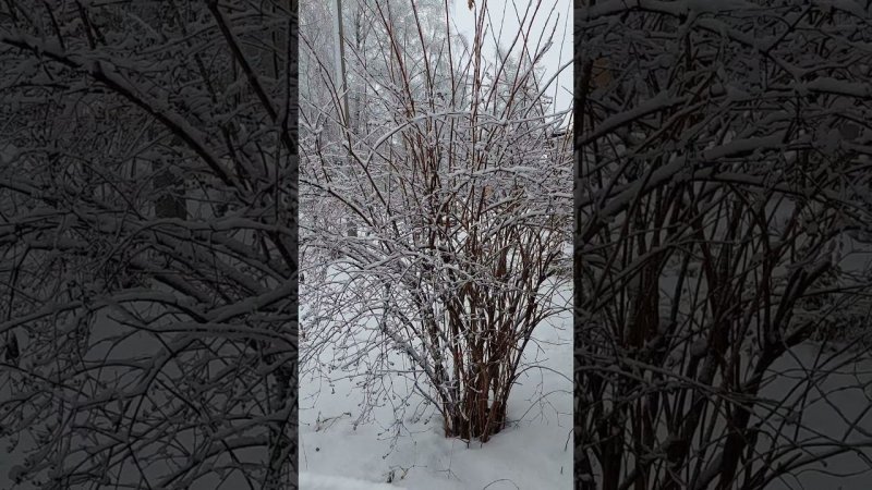 Такая снежная зима ☃️