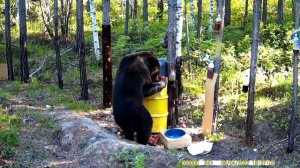Медведь на приваде. Bear on the bait.