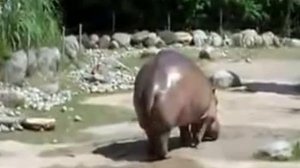 Юмор. Как бегемоты пукают.