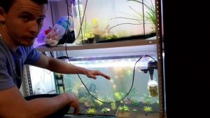 Борьба с зеленой водой в аквариуме Лучший фильтр Блондинка