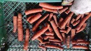 как правильно хранить морковь