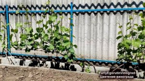 ? Что ОБЯЗАТЕЛЬНО нужно сделать пред ЦВЕТЕНИЕМ ВИНОГРАДА. Чтобы не потерять УРОЖАЙ нужно ЭТО сделат