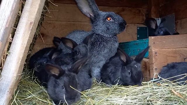 Кролики породы полтавское серебро. смотреть онлайн