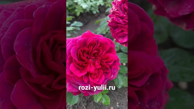 «Шекспир 2000» ароматная розочка Остина🥀Каталог rozi-yulii.ru🥀 #розы #саженцыроз