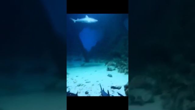 Грозные хищники 🦈🦈🦈 смотреть онлайн