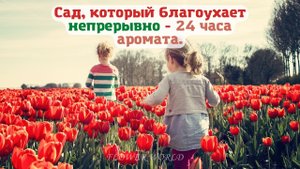Сад, который благоухает непрерывно - 24 часа аромата.??