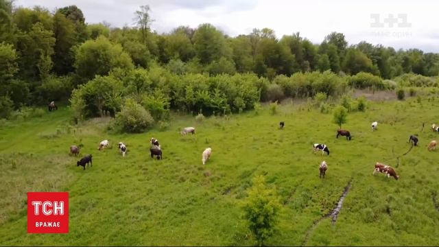 Молоко А2 - на телеканалі 1+1 смотреть онлайн