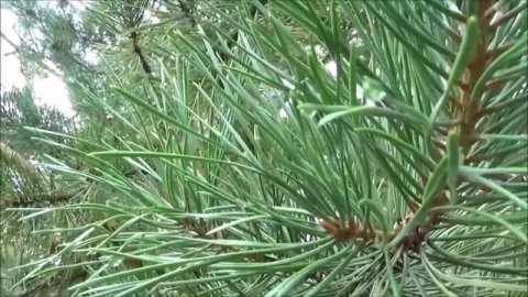 Социальные взаимодействия и социальные отношения