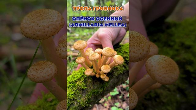 Грибные Новости Из Леса 15 Августа 2024 Год. Опёнок Осенний (Armillaria Mellea; Armillaria Borealis)