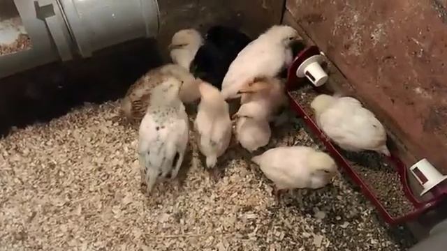 Едем покупать яйцо бройлера, обзор брудерной на хозяйстве друга Василия. смотреть онлайн