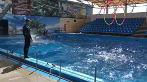 Дельфины прыгают через кольца