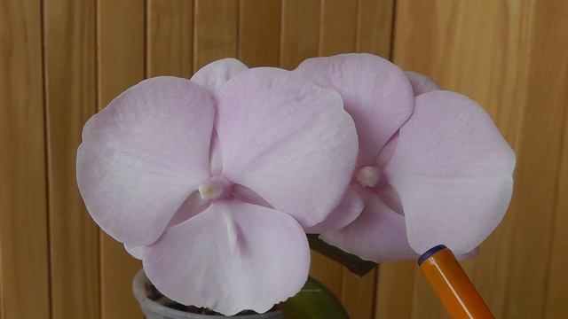 5 причин орхидея изменила цвет. Орхидея поменяла окраску цветов.