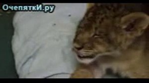 Первый рык львёнка