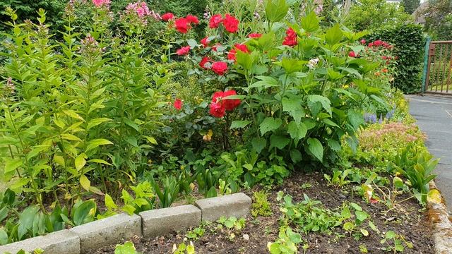 Видео заставка - дачный участок. Расслабляющее видео. Relaxing video screensaver. 4К Видео без звук смотреть онлайн