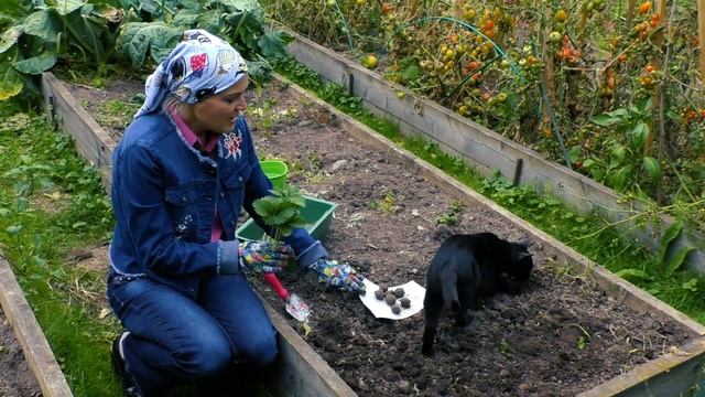 Посадка клубники осенью. Секретный ингредиент и все важные особенности для шикарного урожая. смотреть онлайн