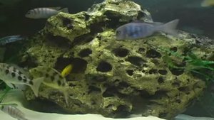 релакс цихлиды малави 2