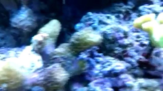 Cabeza de Toro's Reef 2011 смотреть онлайн