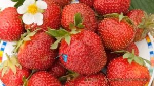 Земляника садовая Эльвира (fragaria ananassa) ? Эльвира обзор: как сажать, рассада земляники Эльвир