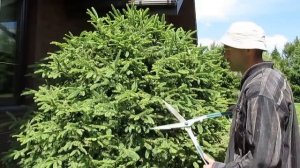 ЕЛЬ. Фигурная стрижка ели обыкновенной.