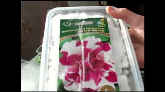 Петуния. Отличный способ посева семян петунии на рассаду. смотреть онлайн