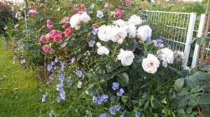 Роза Сириус(Sirius Tantau 2013) 17 июля 2019