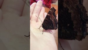 Как ест бабочка в домашних условиях.