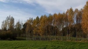 22 октября, 2022 год. Посадка деревьев, осина.