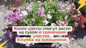 Какие цветы смогут расти на сухом и солнечном участке. Клумба на солнцепеке.???