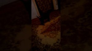 СОБАКА КРИЧИТ НА ЧЕЛОВЕКА ГАВ ГАВ ГАВ !!!!!