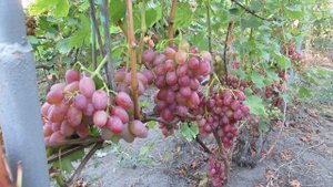 Виноград Гелиос, Орион, Лора на любительском винограднике.