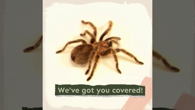 Tarantula Spiders As Pets - The Ultimate Tarantula Owners Guide - Breeding Buying Care And More