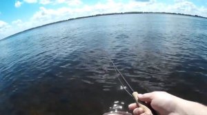 Ловля прибрежного окуня нахлыстом на Волге - Мир нахлыста