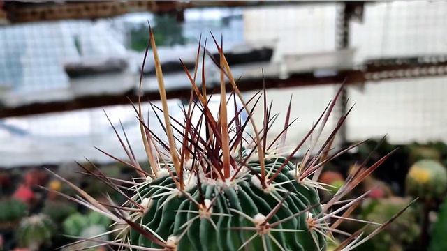 Echinofossulocactus phyllacanthus Cactus - Cacti Succulent Review
