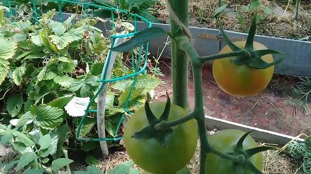 МОИ ТОМАТЫ 2018 Г ИЮНЬ смотреть онлайн