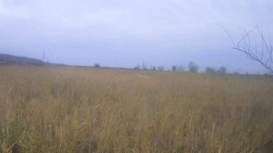 Первая добыча. Охота с золотистым ретривером.