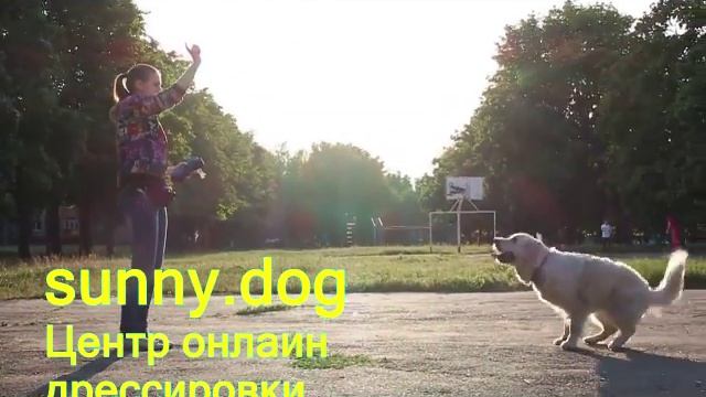 Кто  такаясемейнаясобака  Дрессировка собак в Харькове и не только